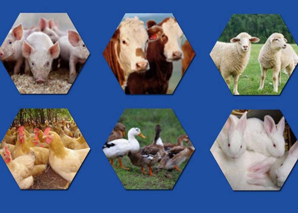 Salinomycin Salinomycin